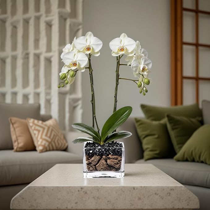 Live White Double Stem Phalaenopsis Orchid Plant with Obsidian - Premium Flowering Houseplant for Home Office Decor, Easy Care Live Plant