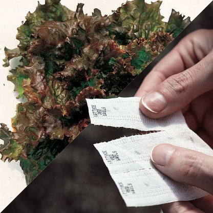 Park Seed Sow Effortless Collection Seed Tape – Red Sails Lettuce, 15 Feet – Easy DIY Planting, AAS-Winning Looseleaf Variety, Buttery Flavor and Ruffled Red Leaves, No Thinning, Ready in 45 Days