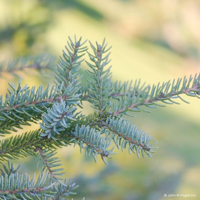 Black Spruce Live Tree Plug Seedlings | 6"-12" | Arbor Day Foundation (3-Pack)