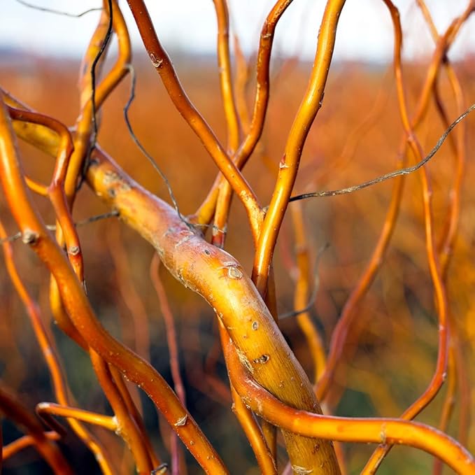 Kelli's Curly Corkscrew Trees - 8 Tree Cuttings to Grow - Grow 8 Amazing Curly Willow Trees. Made in USA, Ships from Iowa.