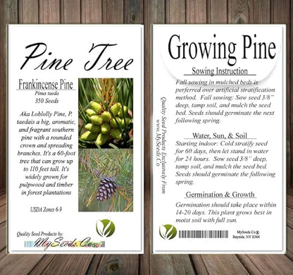 Cedar, Dogwood, Pine, Redwood, Spruce, Tree Seed by MySeeds.Co, You Choose The Color n Quantity (1 Pack, Frankincense Pine - Big Pack)
