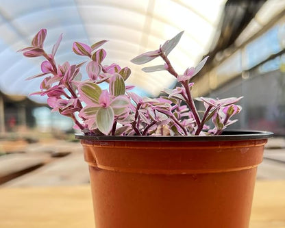 Sprout N Green Rare Succulent Callisia repens 'Pink Lady', 1 Live Succulent Plant Fully Rooted, House Plant for Indoor Outdoor Home Office Wedding Decoration DIY Project Party Favor