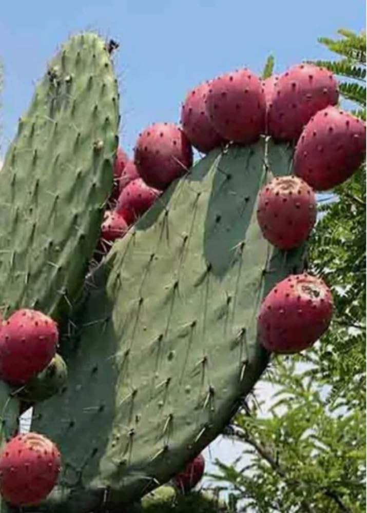 15PCS Red Prickly Pear Cactus Seeds Opuntia Ficus Heirloom Seeds