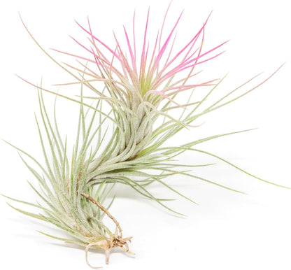 Fuchsia Colorful Tillandsia Air Plants - Long Lasting Color Enhanced Live Tillandsia Succulent House Plants - Home and Garden Decor - Easy Care Indoor/Outdoor Plants (Funckiana, Pack of 3)