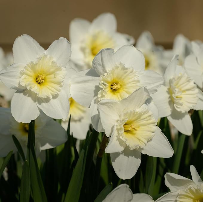 White Lion Daffodil Flowers- 5 Bulbs - Large Narcissus Blooms Crisp White Petals and Ruffled, Bi-Colored Yellow Centers - Spring Blooming Easy Growing Garden Perennials | Attracts Bees & Butterflies