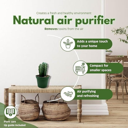 BubbleBlooms Blue Myrtle-Cactus, Myrtillocactus Geometrizans, Blue Candle Stick Cactus, in 4 inch Pot, Long Well Rooted & Healthy