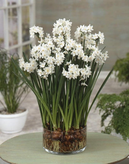 Easy to Grow Narcissus Paperwhite 'Ariel' Plant Bulbs (10 Pack) - Large Flower Bulbs for Indoor Forcing at Home, Fragrant Holiday Blooms
