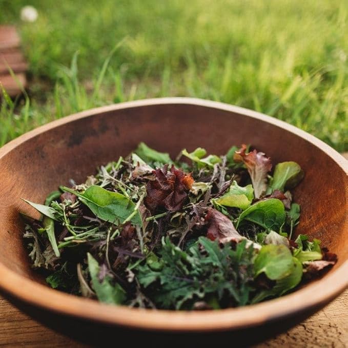 Powerhouse Heirloom Spring Mix - 500 Seeds - Specialty Blended Lettuce and Greens Mix, Flavorful & Colorful, Non-GMO Heirloom Greens Seeds for Planting in The Home Garden, Thresh Seed Company