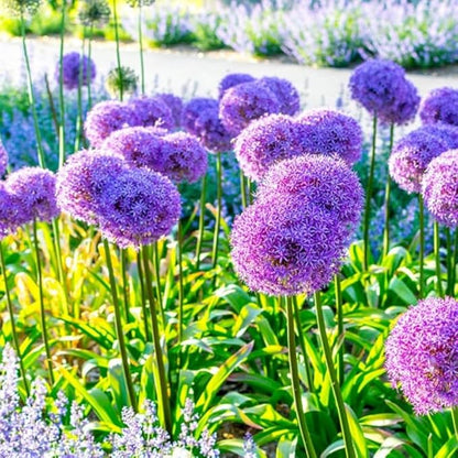 1 Pound Garlic for Planting in Fall Hardneck, 8-10 White Garlic Bulbs for Planting, Fresh and High Yield Bulb Variety Pack, Hardy and Fast Growing