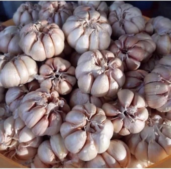 1 Pound Garlic for Planting in Fall Hardneck, 8-10 Large Garlic Bulbs for Planting, Fresh and High Yield Bulb Variety Pack, Hardy and Fast Growing