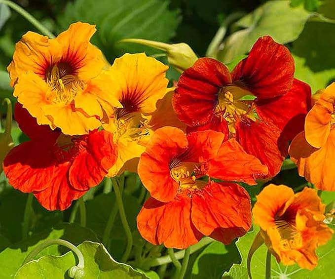 Red and Yellow Climbing Nasturtium Seeds - 60 Seeds