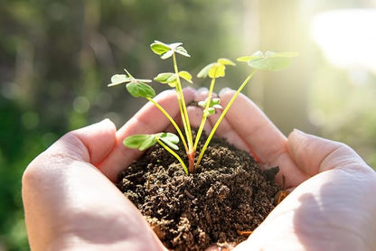 1000 Cosmos Candystripe Seeds - Long Blooming Period in All Zones - 4-5' Tall…
