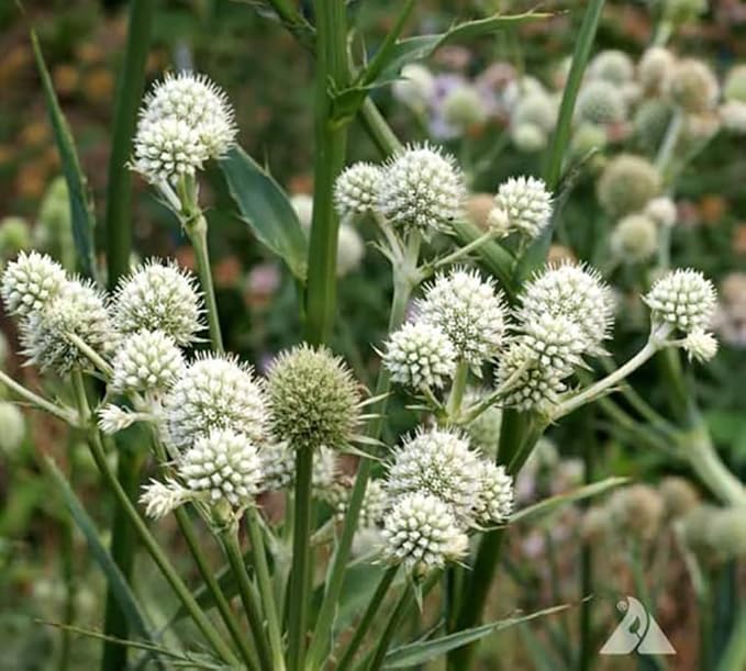 Rattlesnake Master - Tall Grass Prairie Flower - 100 Seeds