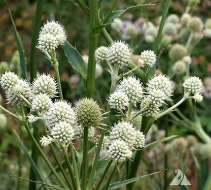 Rattlesnake Master - Tall Grass Prairie Flower - 100 Seeds