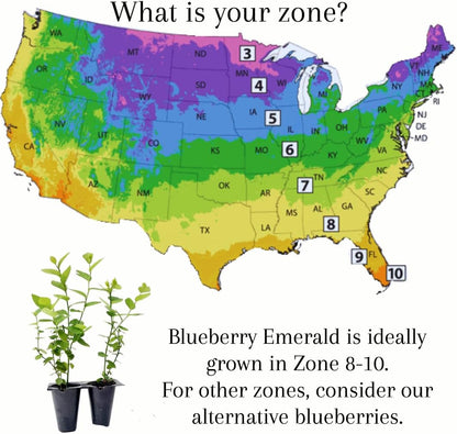 Pink Lemonade Blueberry (Emerald)