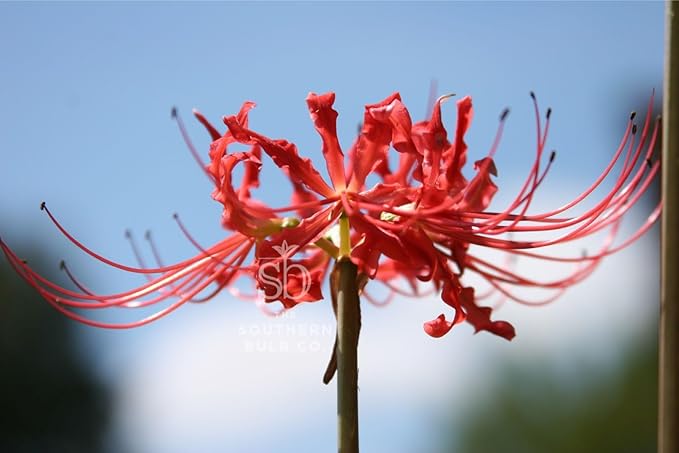 Heirloom Red Spider Lily (Lycoris Radiata) Bulbs, Fall Blooming Perennial, Perfect for Southern Climates, Pack of 10 Bulbs by The Southern Bulb Company