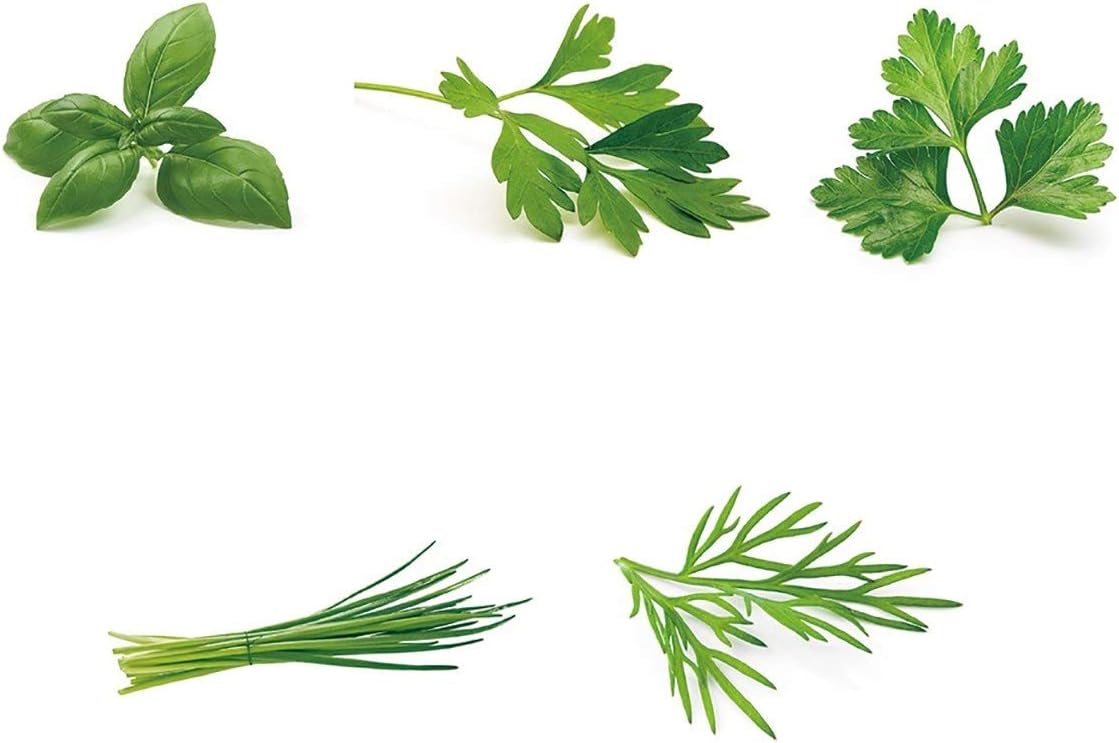 Herb Garden Seeds Collection - 5 Culinary Herb Seeds Pack - Basil, Parsley, Cilantro, Chives and Dill Seeds, Heirloom Seeds for Planting