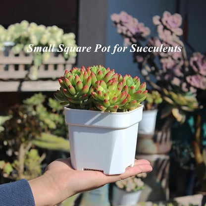 BangQiao 30 Pack 4.15 Inch White Plastic Square Nursery Seedlings Pot for Succulent, Cutting, Transplanting
