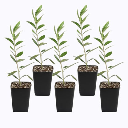 Dwarf Olive Tree Starter Plant, 2 Inch Pot, Indoor Outdoor Bonsai (5)