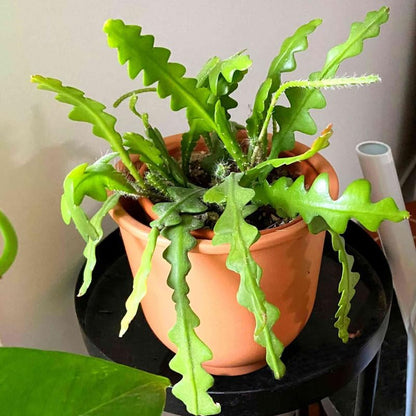 Fishbone Cactus Plant, Epiphyllum Cactus Live Succulents Plant Live Rooted, 4 to 8 Inch Tall Plants in Pot