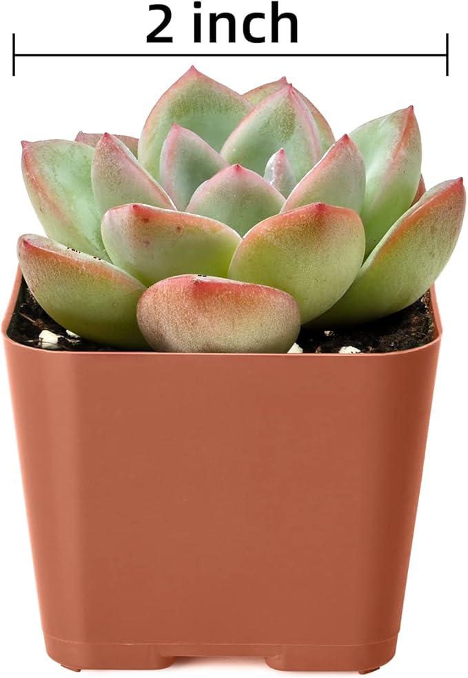 Succulent Plants (6 Pack), Live Succulents Fully Rooted in 2" Pots with Soil, Unique Potted House Plants for DIY, Home Decor, Wedding Party Favor Gift, Easy to Grow (Common Varieties)