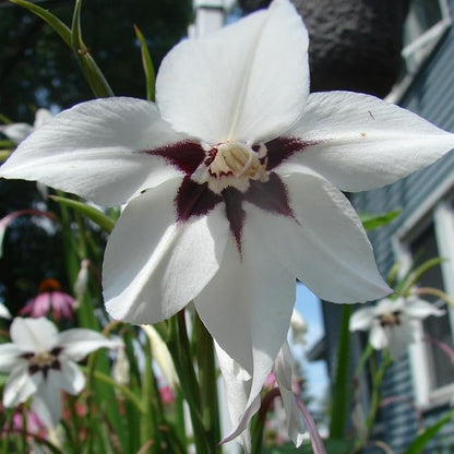 Amazing Deal - Complete Spring & Summer 100 Bulbs Blooming Flower Garden - Beautiful Flowers That Will Attract Bees, Butterflies & Hummingbirds and Other Pollinators - Easy to Grow 1000's Sold