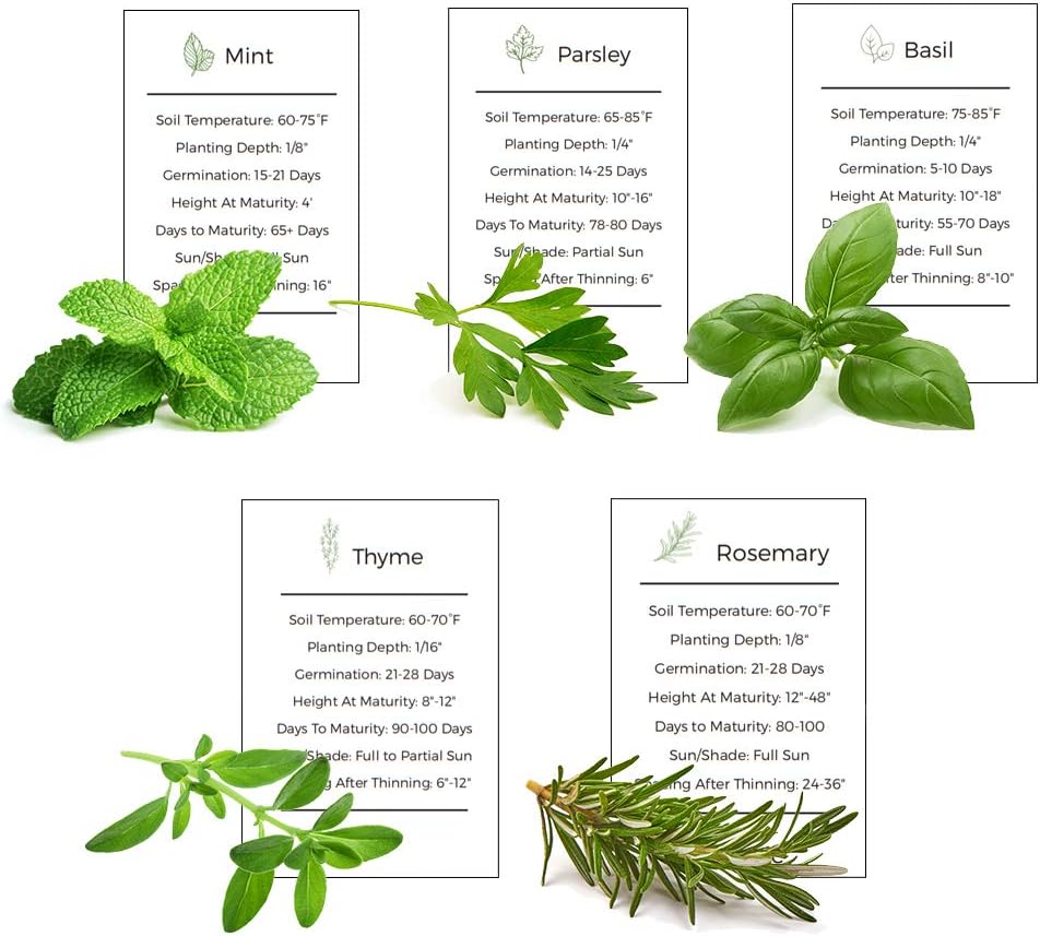 Herb Garden Seeds Collection - 5 Culinary Herb Seeds Pack - Basil, Mint, Parsley, Thyme and Rosemary, Heirloom Seeds for Planting