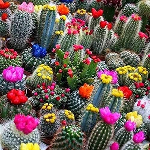 Seeds Succulent Cactus Cacti Variety Mix - 25 Seeds