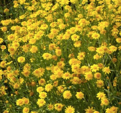 23,000 Goldfields Seeds - Carpet of Low Growing Yellow Daisy Type of Wildflower for Sandy and Dry Clay Soils