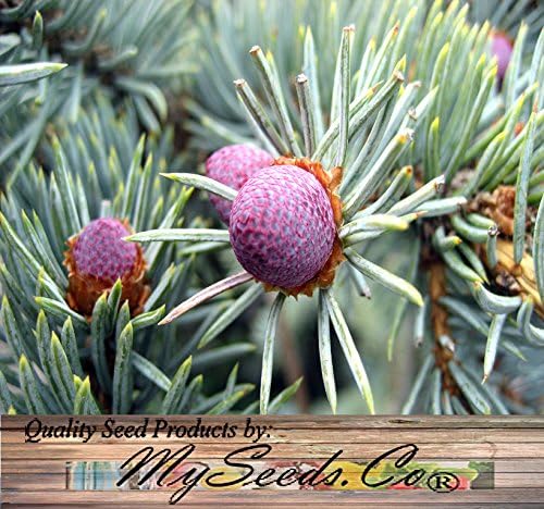 Cedar, Dogwood, Pine, Redwood, Spruce, Tree Seed by MySeeds.Co, You Choose The Color n Quantity (1 Pack, Blue Spruce - Big Pack)
