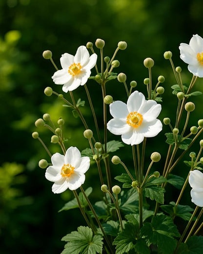 Perennial Farm Anemone x Hybrida 'Honorine Jobert' – Live Windflower in #1 Container, Elegant White Blooms with Yellow Centers, Long Blooming, Deer Resistant, Great for Shade & Pollinator Gardens