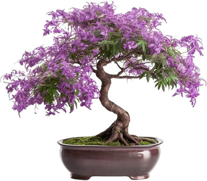 Bonsai Starter Kit – Growing Jacaranda Bonzai Tree from Seeds | Complete Indoor Tree Kit for Growing Plants with Tools & Planter – Gardening Gifts for Mother, Women & Men