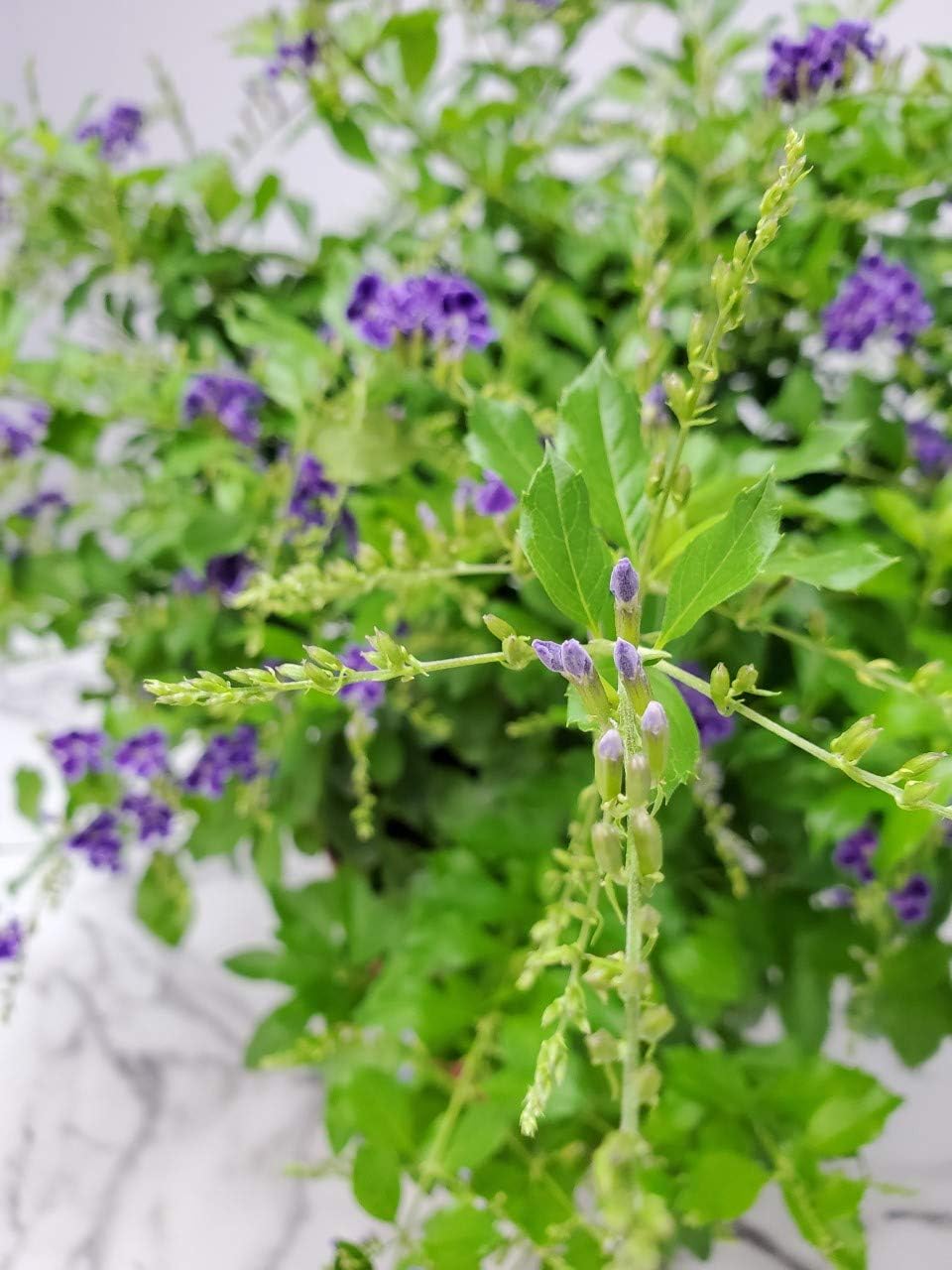 Tropical Plants of Florida - Duranta Sapphire Showers - Flowering Bush Plant - Overall Height 22" to 26" (Plant Only)