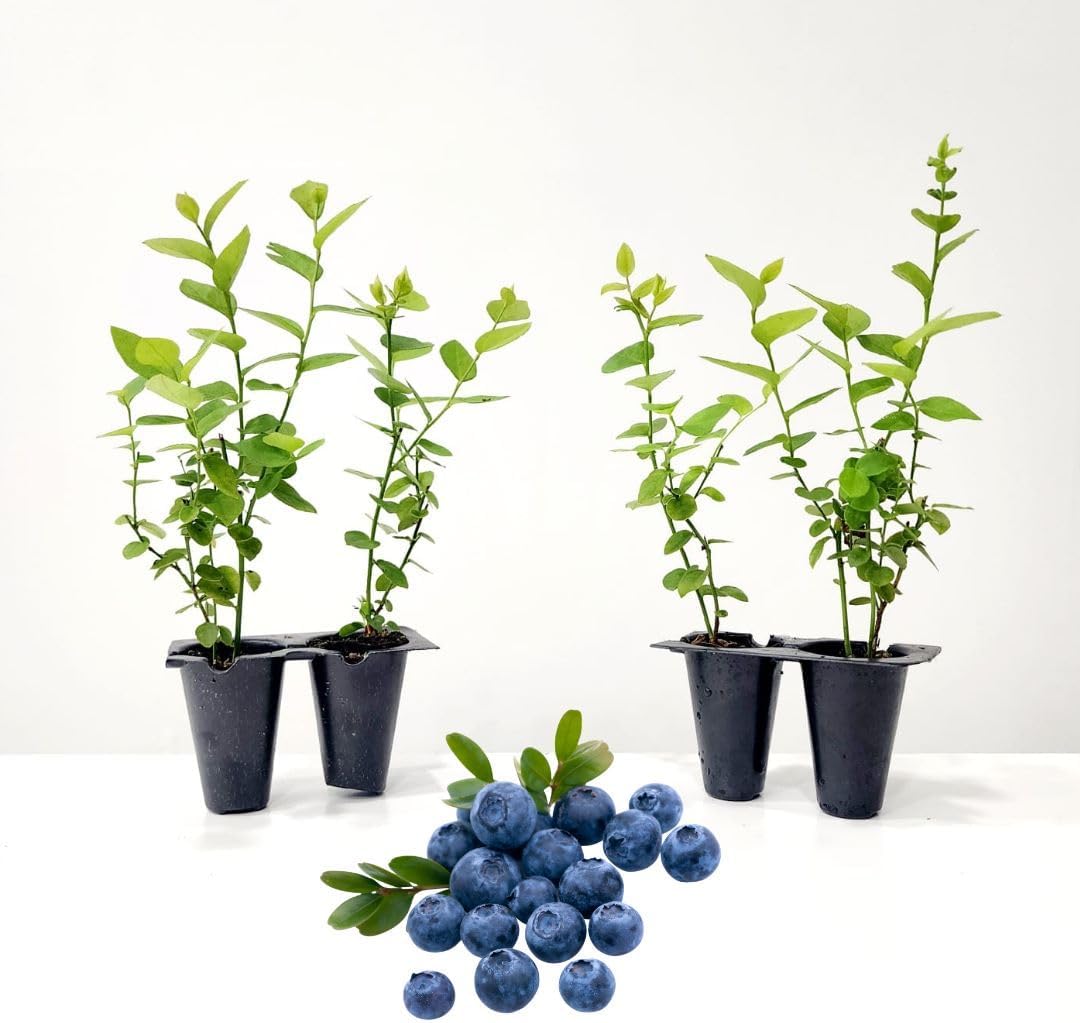 Pink Lemonade Blueberry (Chandler)