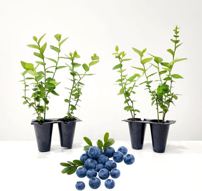 Pink Lemonade Blueberry (Emerald)