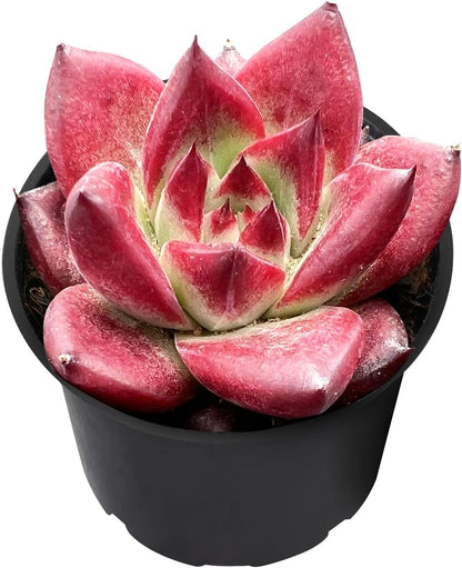 2" Rare Succulent Echeveria 'RedRoca', Live Succulents Plants Fully Rooted in Grower Pots, Unique Gift for Wedding Favor, Party Favor