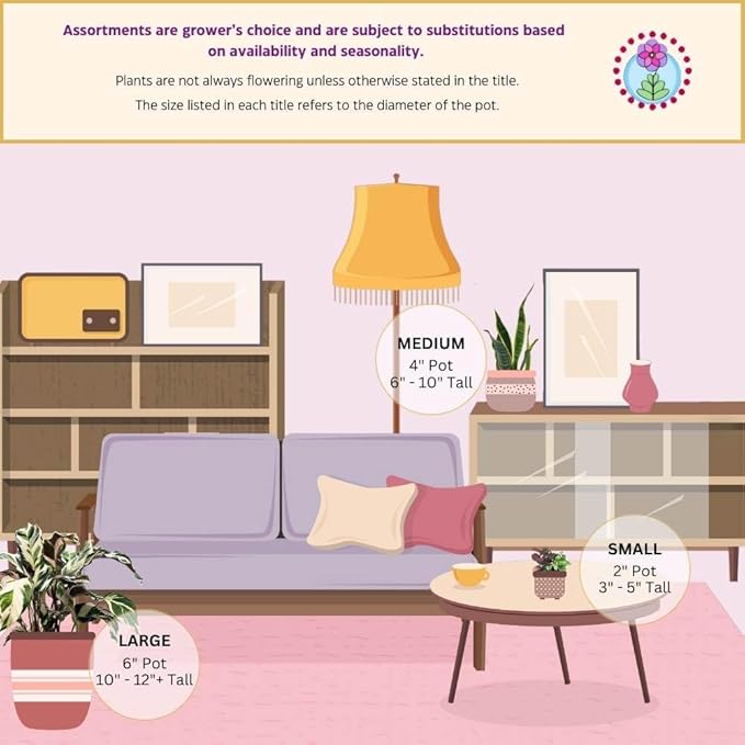 BubbleBlooms Blue Columnar Cactus, Pilosocereus pachycladus Cacti, Column Blue Torch, in a 4 inch Pot