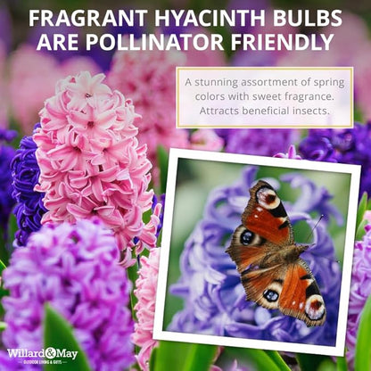 50 Mixed Hyacinth Bulbs – Fragrant Spring Flowers in Assorted Colors – Ideal for Beds & Containers – Bulk of Spring-Blooming Flowers – Easy Fall Planting - Plant in Gardens & Borders - Willard & May
