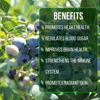 Pink Lemonade Blueberry (Legacy)