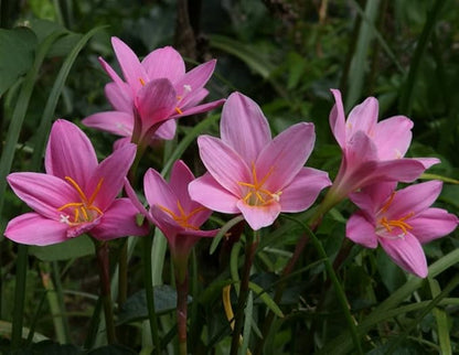 Zephyranthes Grandiflora Pink Rain Lily Bulbs for Planting - Perennial Lily Flowering Bulbs | Bloom Multiple Times - Easy to Grow (5 Pack)