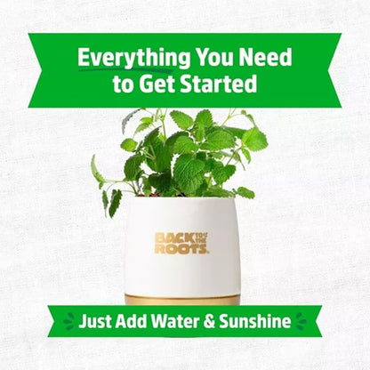 Wellness Grow Kit: Lemon Balm