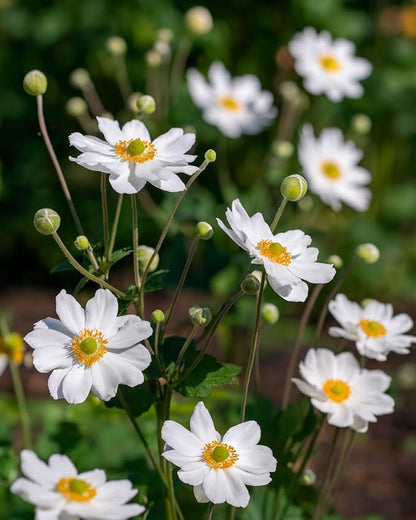 Perennial Farm Anemone x Hybrida 'Whirlwind' – Live Windflower in #1 Container, Semi-Double White Blooms, Long Blooming, Deer Resistant, Great for Borders, Shade Gardens & Pollinator Habitats
