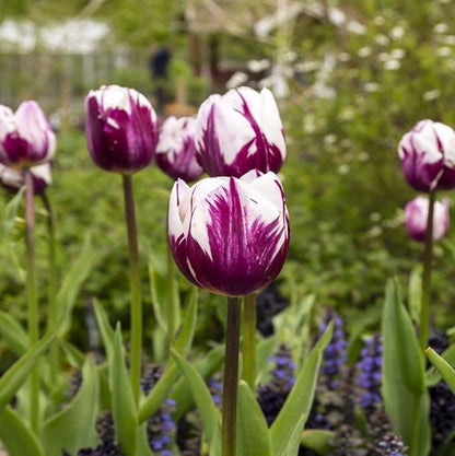 Blueberry Ripple Tulip Flowers -10 Bulbs - Vibrant Purple & White Perennial Blooms | Dramatic Spring Rembrandt Tulips for Garden & Cut Flowers | Pollinator Friendly | USDA Zones 3–8