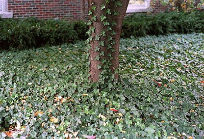 Thorndale English Ivy 48 Plants - Hardy Groundcover - 1 3/4" Pots