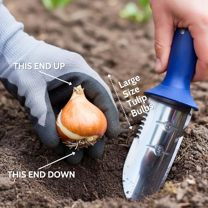 10 Tulip Bulbs for Fall Planting Bulk, Tulip Bulb, Perennial Flower Bulbs for Garden Growing, Tulip Bulbs Bulk (Double Mix)