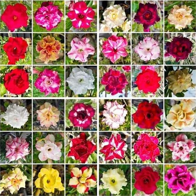 20 Desert Rose Seeds for Planting Mixed Color Ready to Grow Adenium Obesum Seeds Exotic Succulent Colorful Bonsai Plant Tropical Rose Flower Planting Non-GMO Heirloom