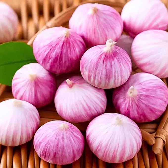 1 Pound Garlic for Planting in Fall Hardneck, 8-10 Red Garlic Bulbs for Planting, Fresh and High Yield Bulb Variety Pack, Hardy and Fast Growing