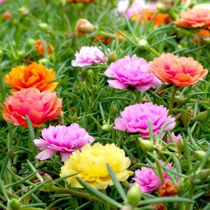 Moss Rose Mix Seeds – Annual Flower (Portulaca grandiflora) | Drought-Tolerant Ground Cover, Vibrant Blooms in Multiple Colors