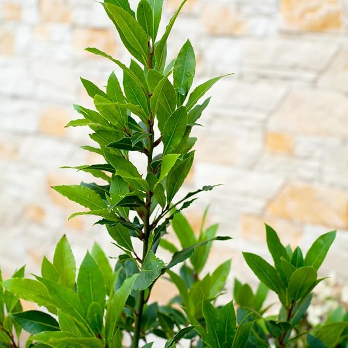 Bay Leaf Tree Live Plant, Laurus Nobilis Live Plant, Sweet Bay Laurel Plant Bay Leaf Plant Live Herbs Growing Indoor Outdoor