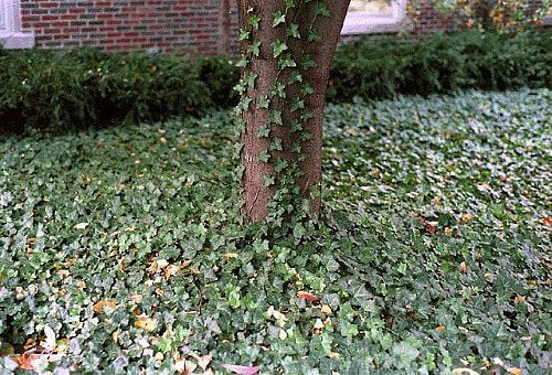 Thorndale English Ivy 48 Plants - Hardy Groundcover - 1 3/4" Pots